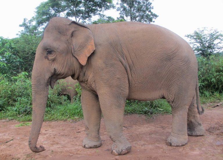 Asian Elephant Facts, Weight, Habitat, Diet, Life Cycle, Pictures