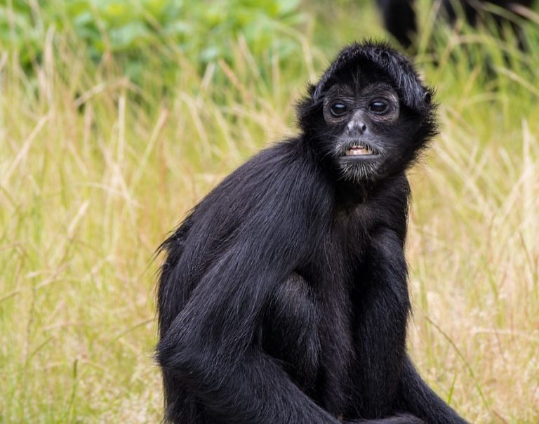 Black Spider Monkey Facts, Habitat, Diet, Life Cycle, Baby, Pictures