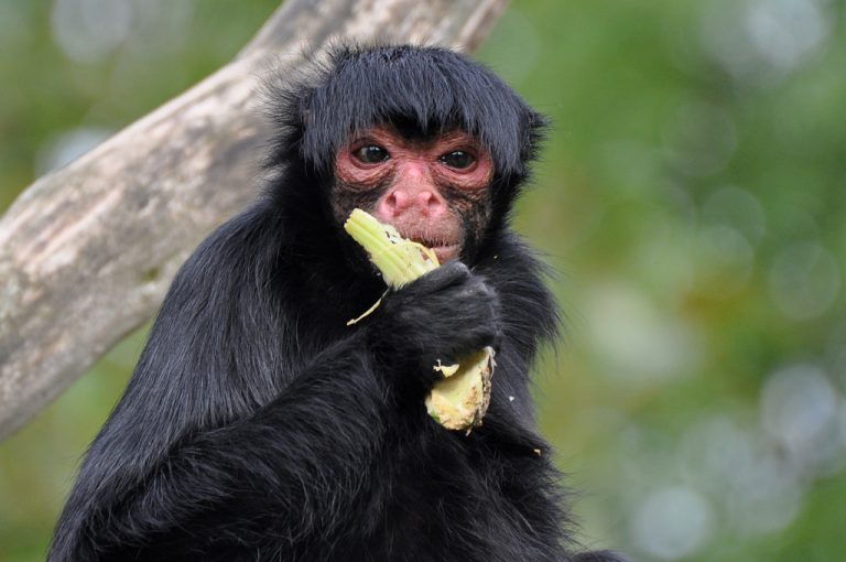 black-spider-monkey-facts-habitat-diet-life-cycle-baby-pictures