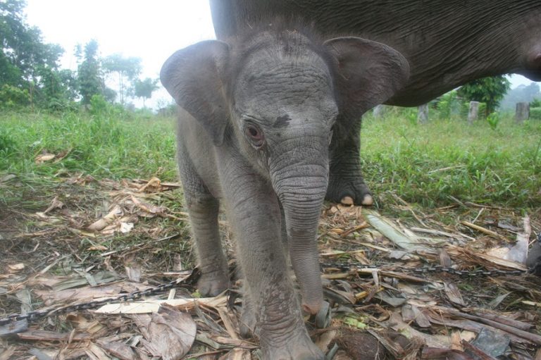 Sumatran Elephant Facts, Habitat, Diet, Life Cycle, Baby, Pictures