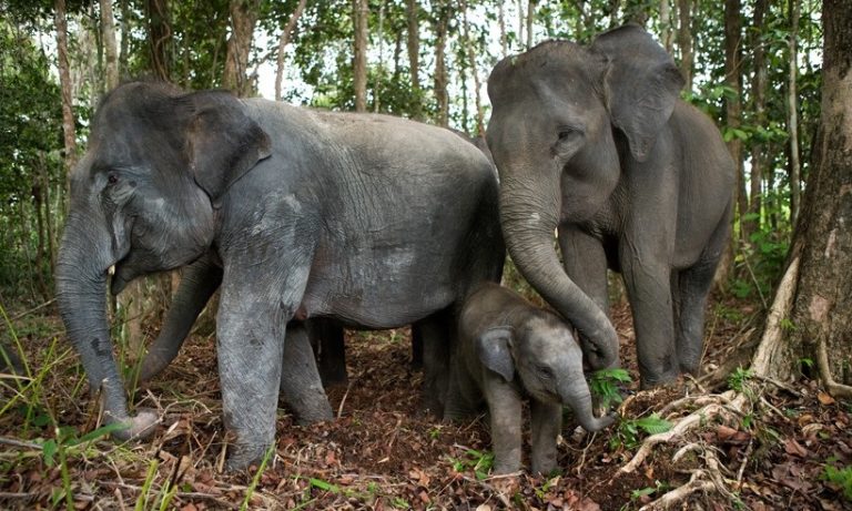 Amazing Facts About Sumatran Elephants Onekindplanet - vrogue.co