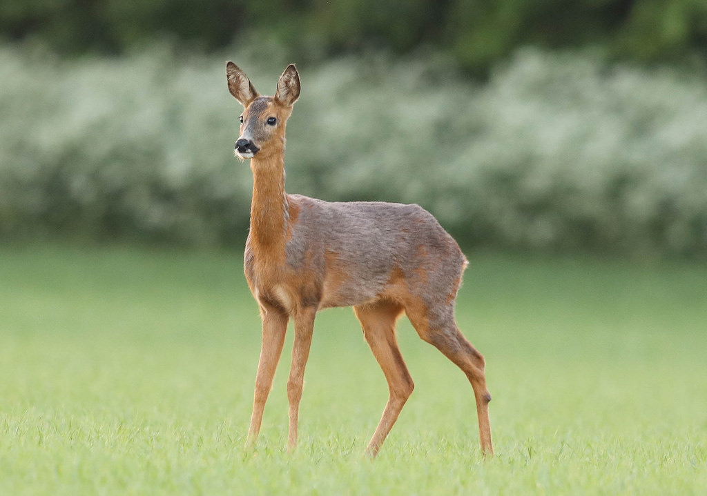 roe-deer-facts-behavior-habitat-diet-pictures