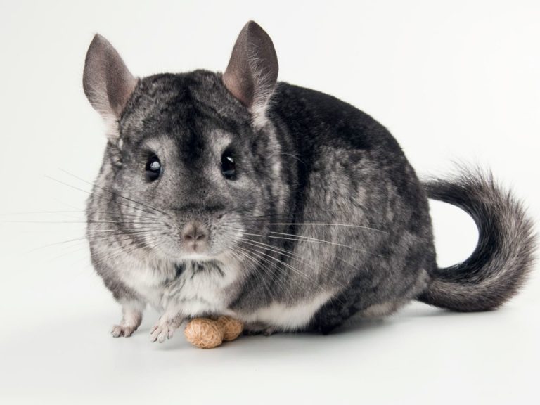 jellycat chinchilla