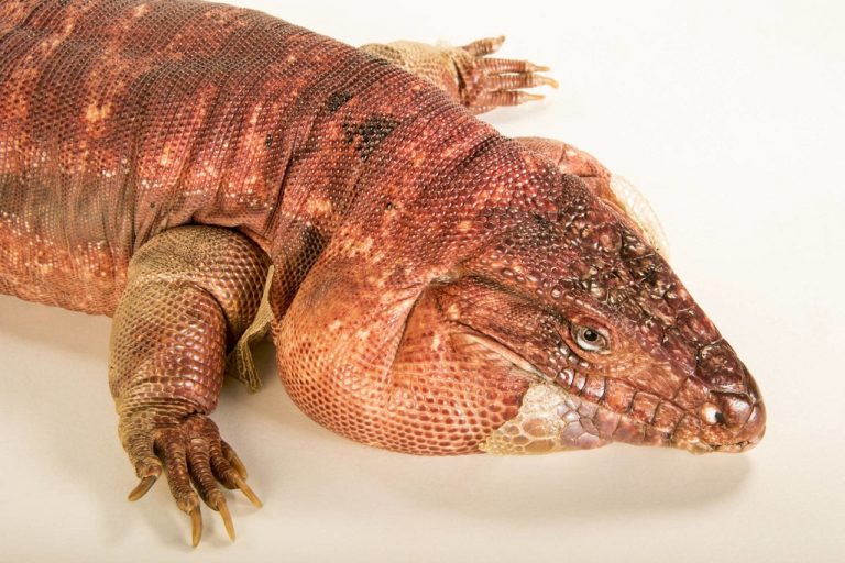 Argentine Red Tegu Lizard Facts, Habitat, Diet, Pictures