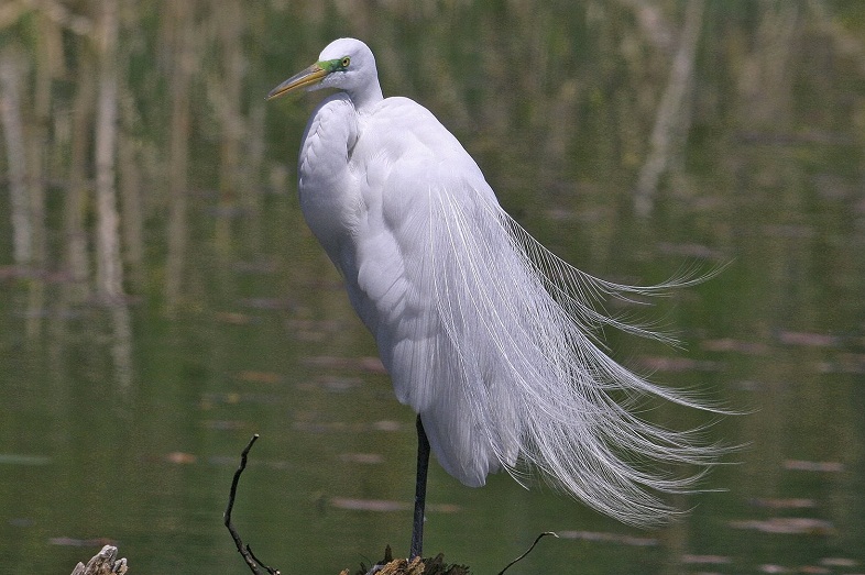 great-white-egret-facts-habitat-diet-pictures