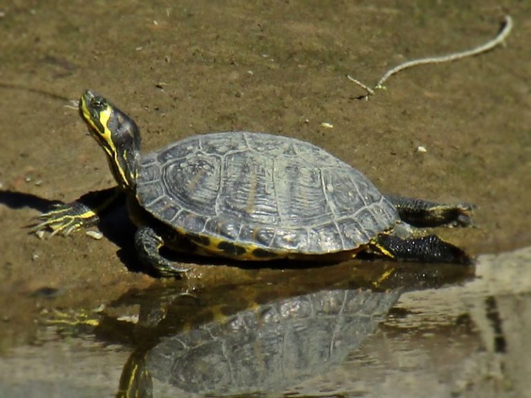 YellowBellied Slider Facts, Habitat, Diet, Pictures