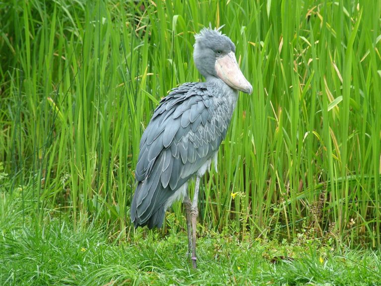 Shoebill Stork Facts Size Sound Habitat Pictures