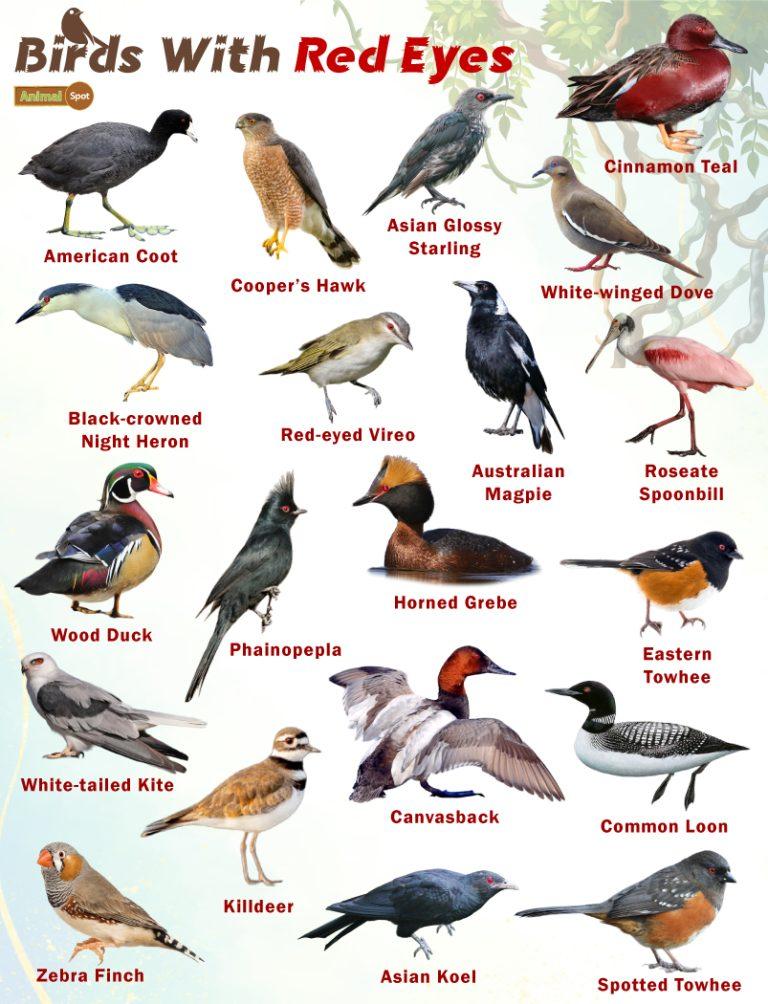 Red Eyed Birds Facts List Pictures