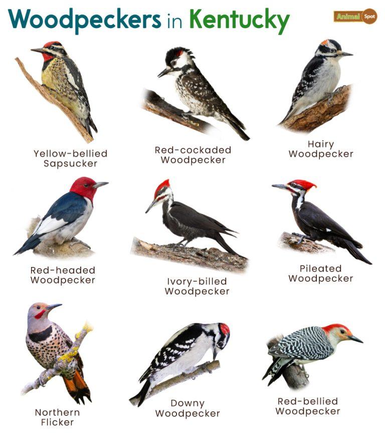 List Of Woodpeckers In Kentucky With Pictures