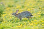 European Rabbit - Facts, Habitat, Distribution, Pictures, Adaptation ...