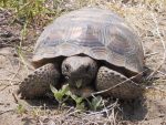 Gopher Tortoise - Description, Life Span, Reproduction, Habitat and ...