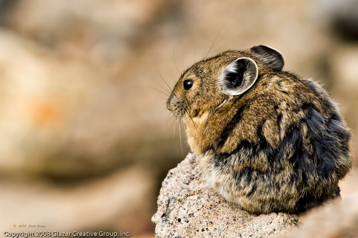 American Pika - Facts, Diet, Habitat and Reproduction