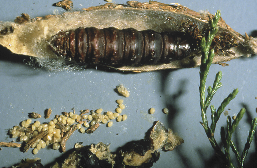 plaster bagworm adult