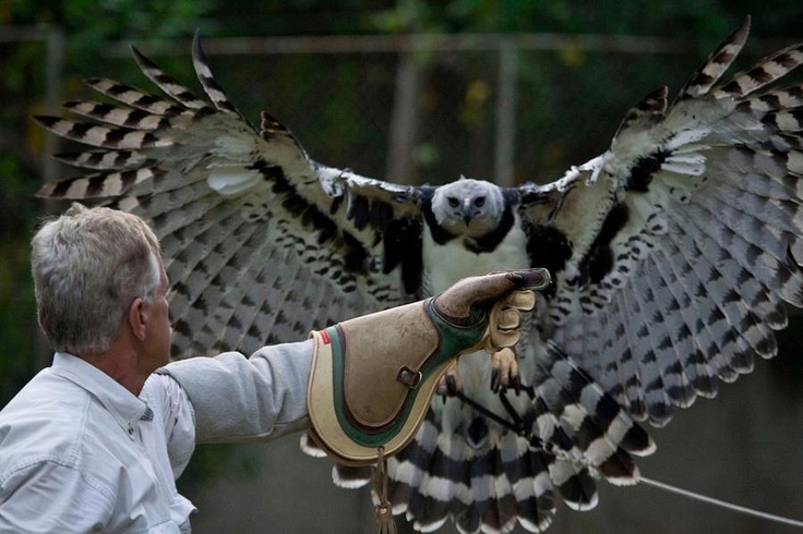 harpy eagle wingspan comparison