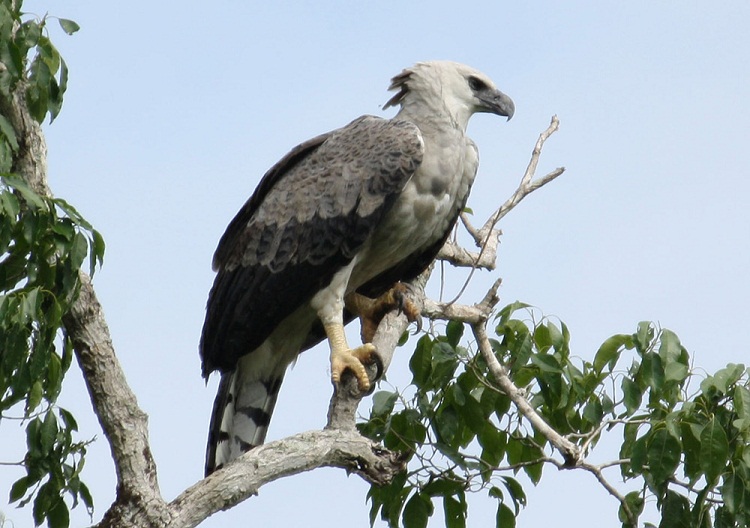 Harpy Eagle landing  Harpy eagle, Birds of prey, Beautiful birds