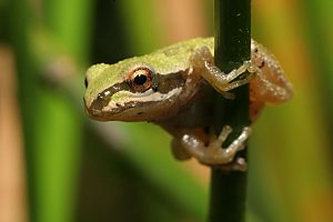 Images of Pacific Tree Frog