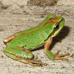 Photos of Pacific Tree Frog