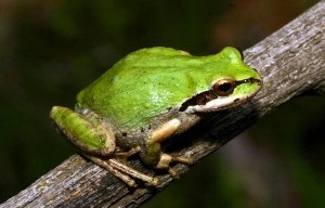 Pacific Tree Frog Image