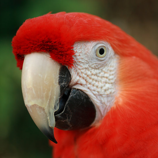 Scarlet Macaw Small Window Thermometer