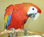 Scarlet Macaw