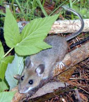 deer mice habitat