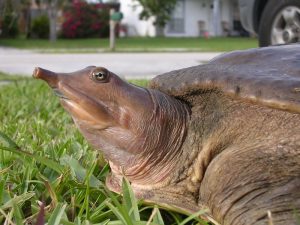 Photos of Spiny Softshell Turtle