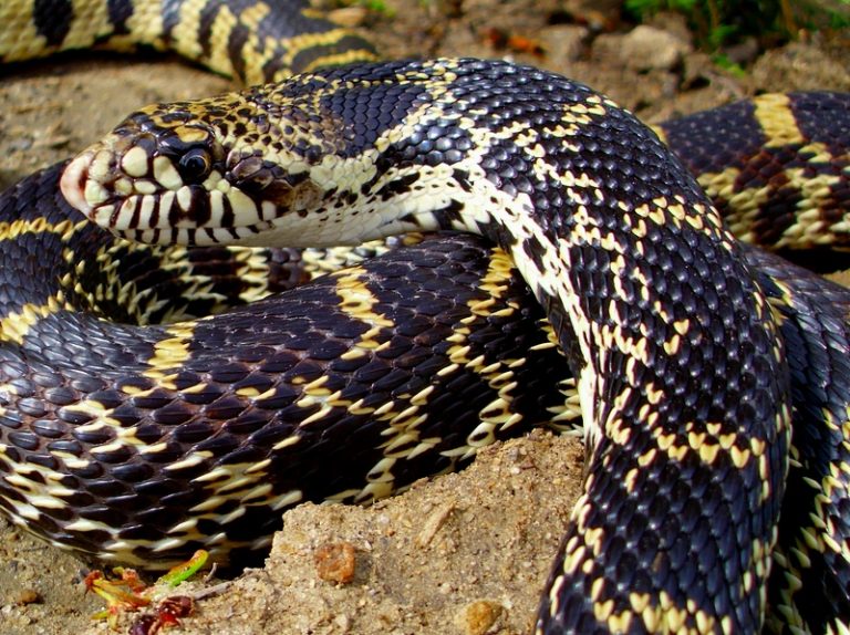 Bull Snake