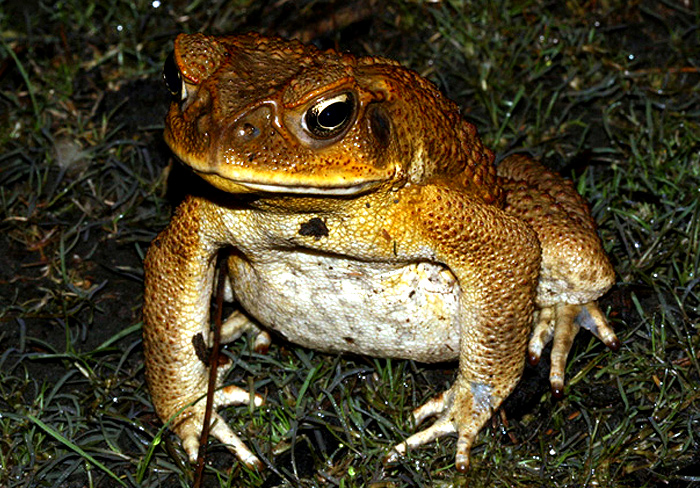 Getting rid of cane toads: Naples company's Cane Catcher a solution