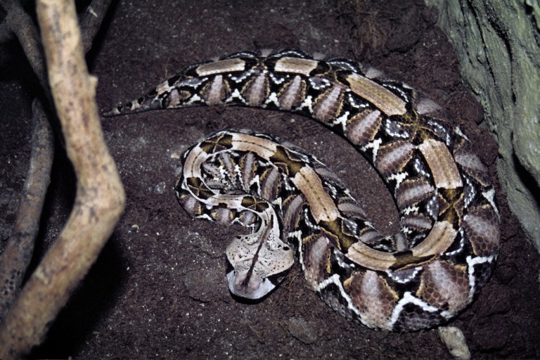gaboon viper habitat