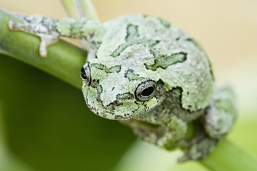 baby grey tree frogs