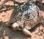 Leopard Tortoise