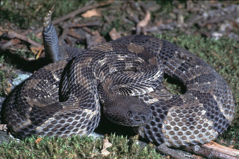baby timber rattlesnake