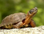 Wood Turtle