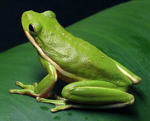 Green Tree Frog 