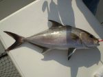 Amberjack