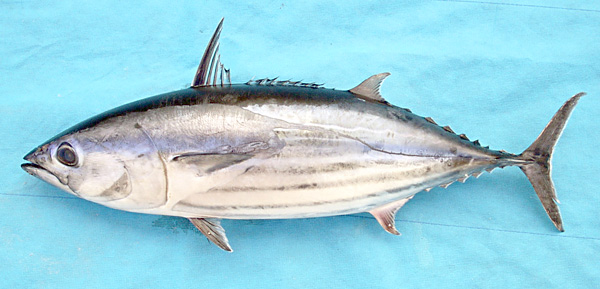 Albacore Tuna - Incredible Facts, Pictures - A-Z Animals