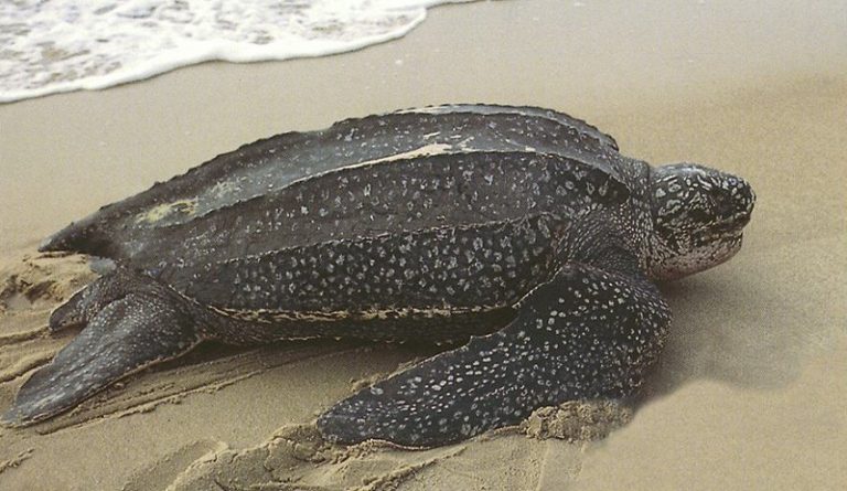 Leatherback Turtle