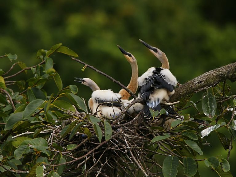 Anhinga