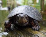 Spotted Turtle