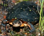 Spotted Turtle