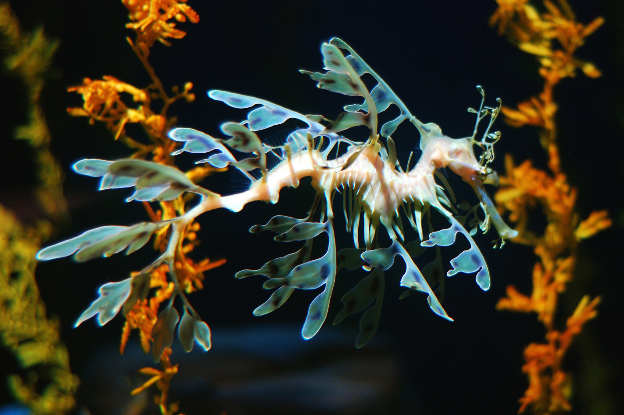 Leafy-Seadragon-Images.jpg