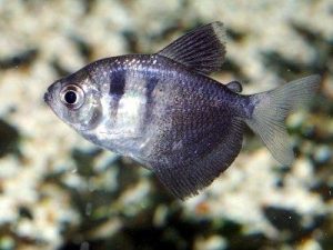 Black Tetra Picture