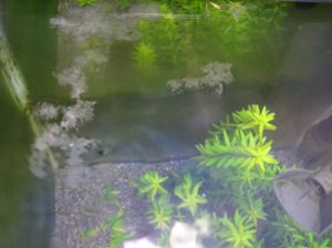 Black Tetra Eggs Photo