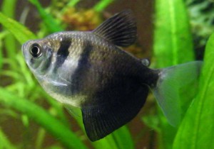 Images of Black Tetra