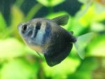 Photos of Black Tetra