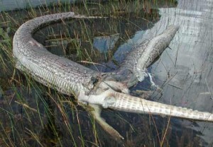 Burmese Python Eats Alligator Photo