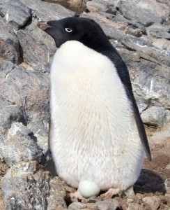 Adelie Penguin Picture