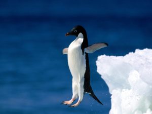 Images of Adelie Penguin