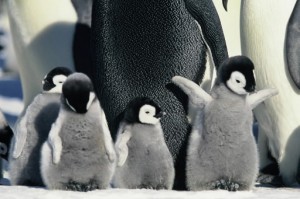 Baby Adelie Penguin Photo