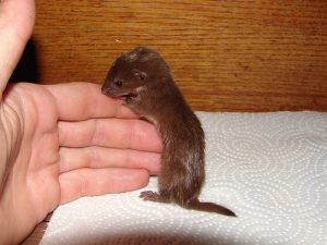 Baby Least Weasel Image